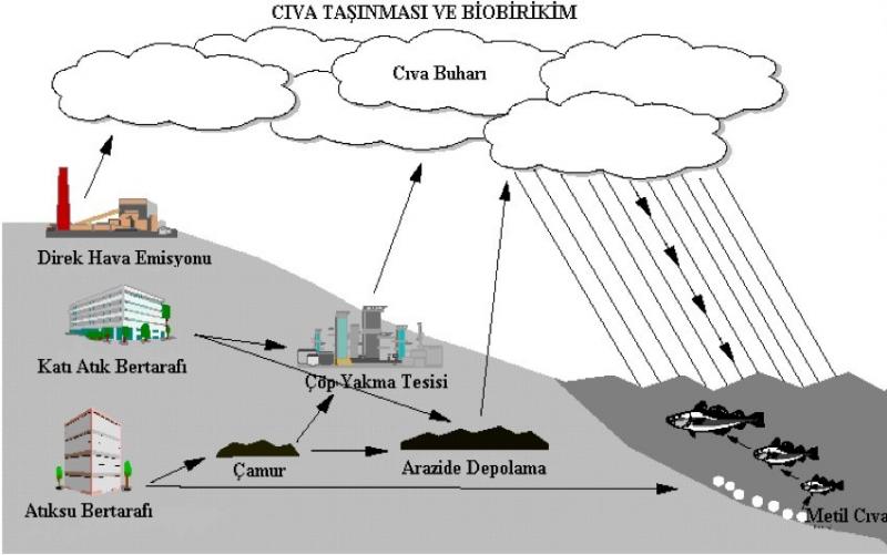 civa taşınması ve biobirikim